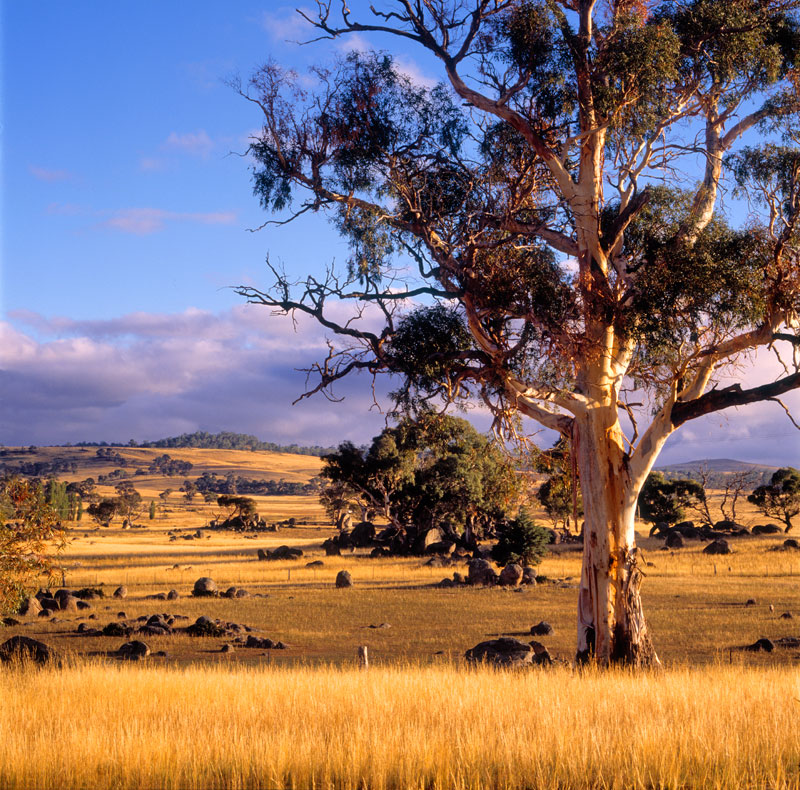 Morning Light - Snowy Mountains