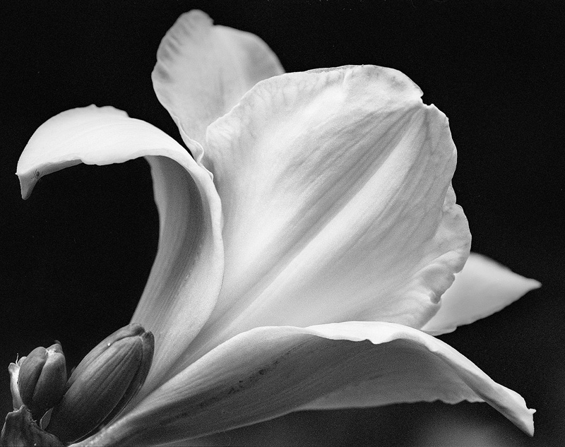 Day Lily - Flowers