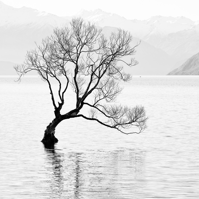 Boat, Duck, and Tree - Lake Wanaka - New Zealand