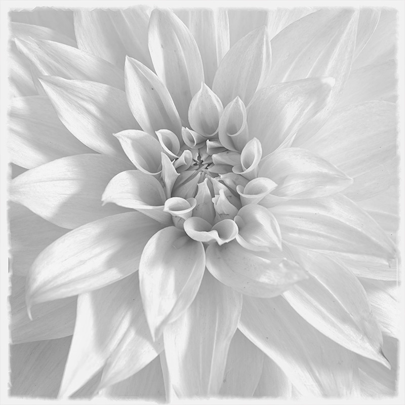 Dahlia #1 - Botanicals