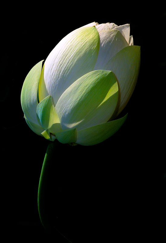 Lotus - Flowers