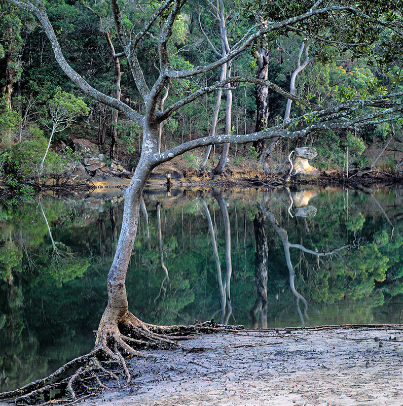 Mc Carrs Creek Mangrove - Landscapes