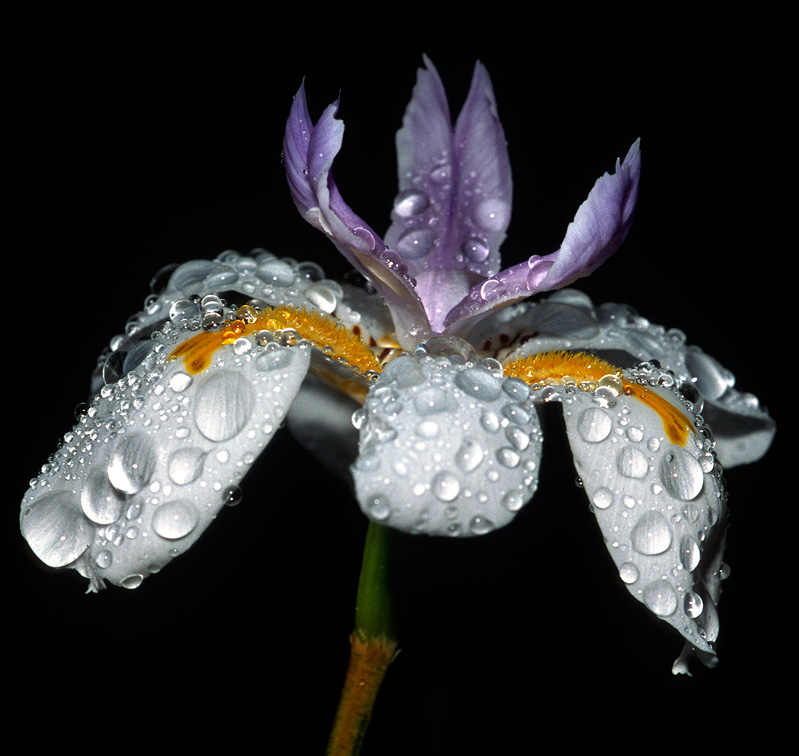 Iris - Flowers