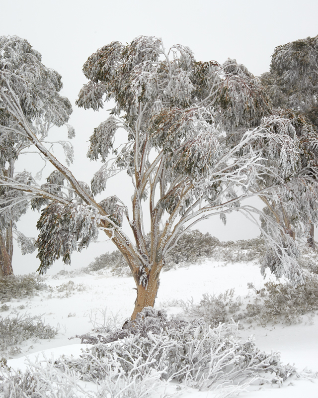 Cabramurra blizzard #1 - Snowy Mountains