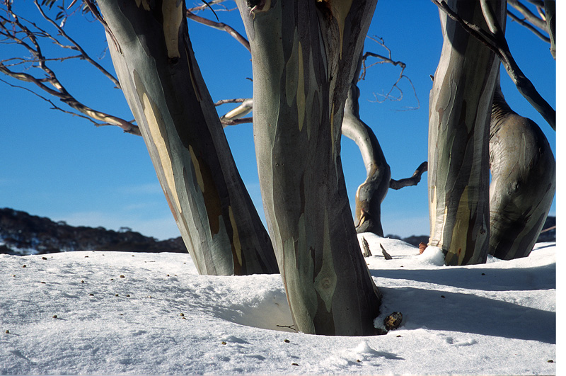 Snow Gums - Water