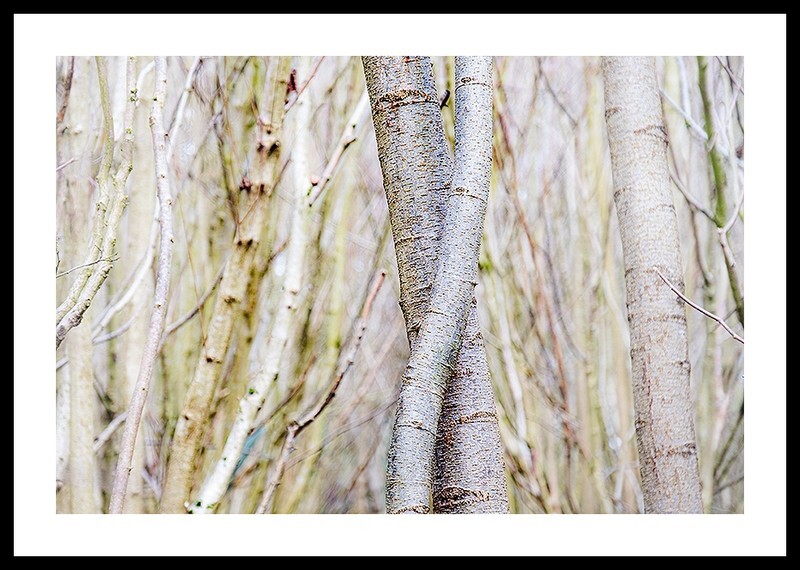  - Entwined Tree Trunks