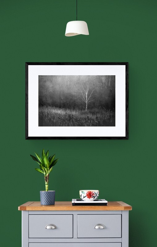  - White Tree in Woodland