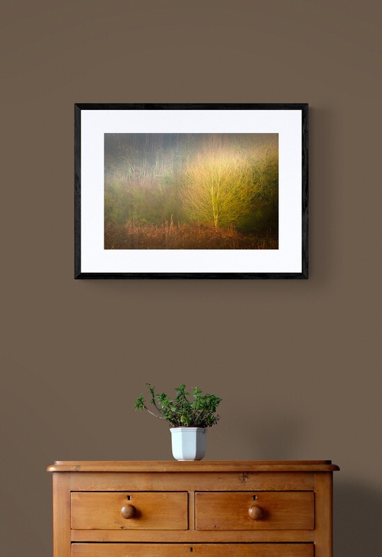  - Shard of Light in Woodland