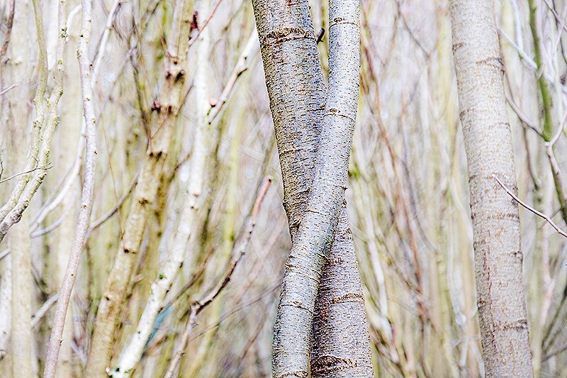  - Entwined Tree Trunks