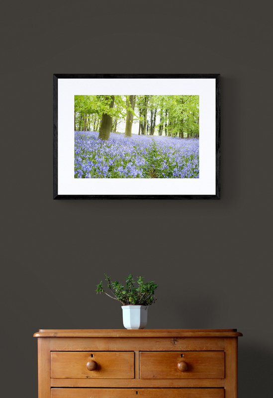  - Bluebell Wood