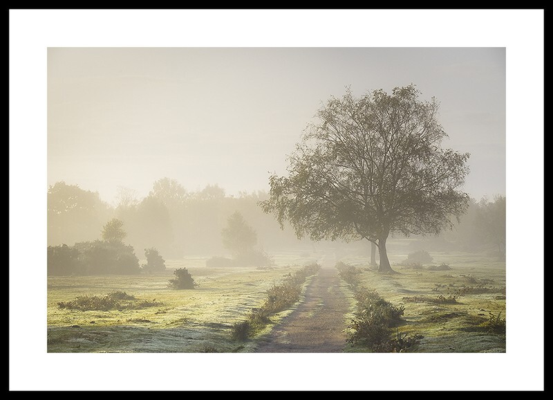  - New Forest misty morning