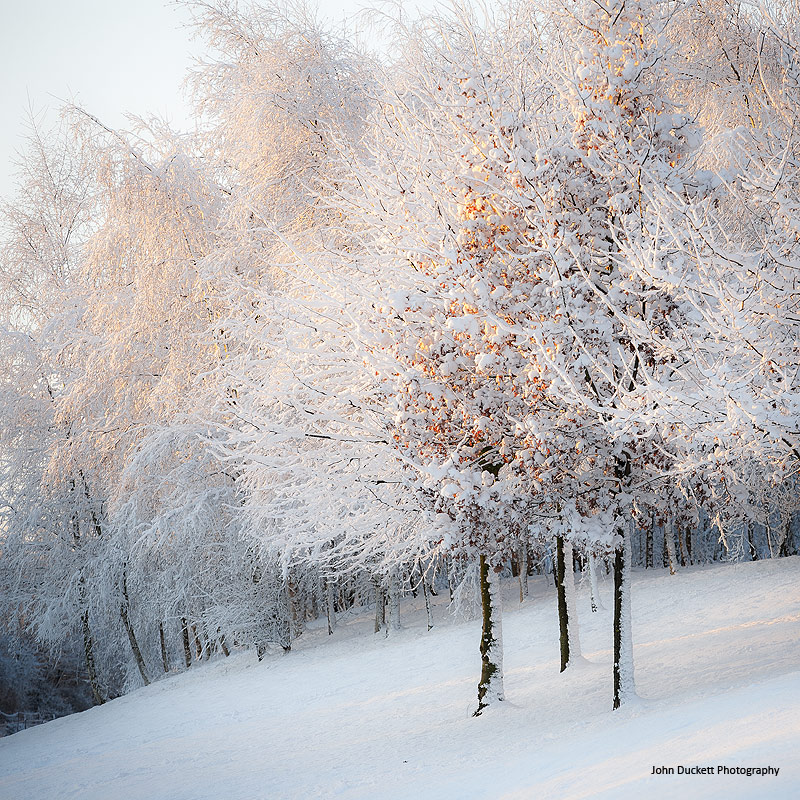 Norfolk Countryside landscape photograph of snow covered woodland trees