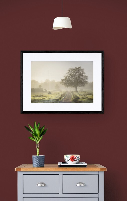  - New Forest misty morning