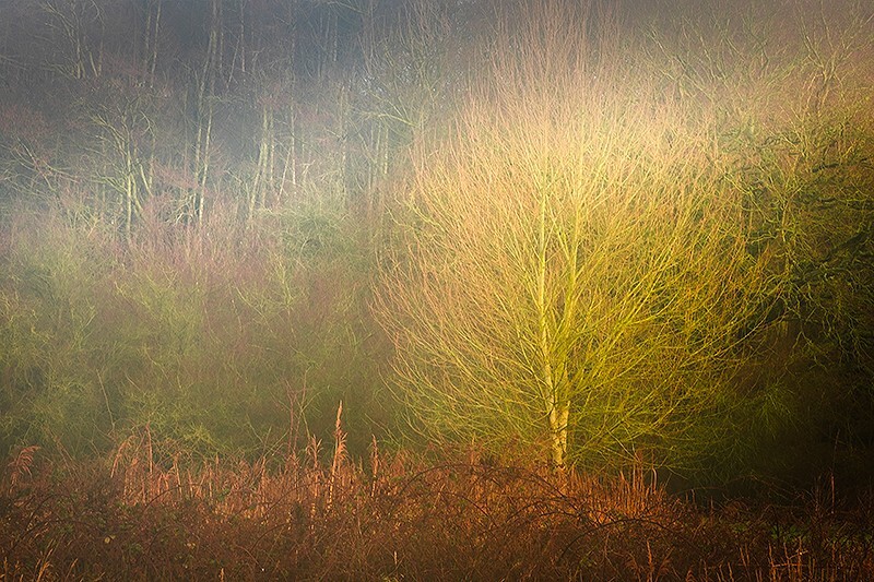  - Shard of Light in Woodland