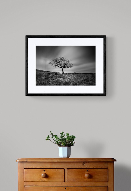  - Lone Tree in the Peak District