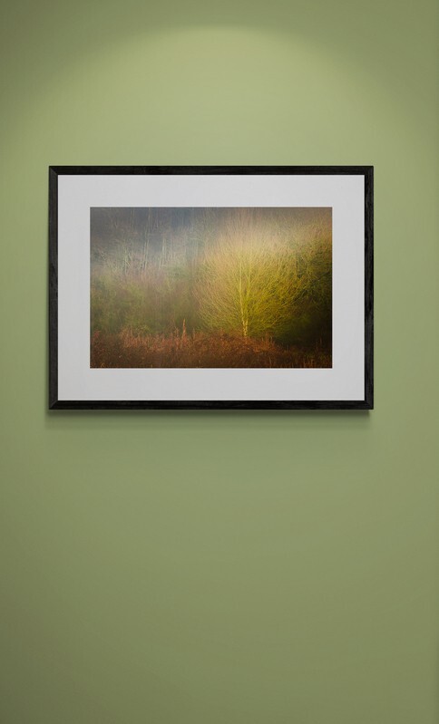  - Shard of Light in Woodland