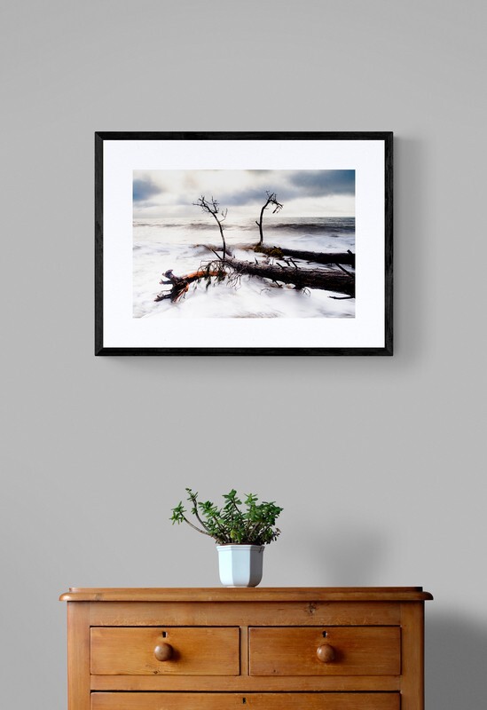  - Fallen Trees in the Ocean