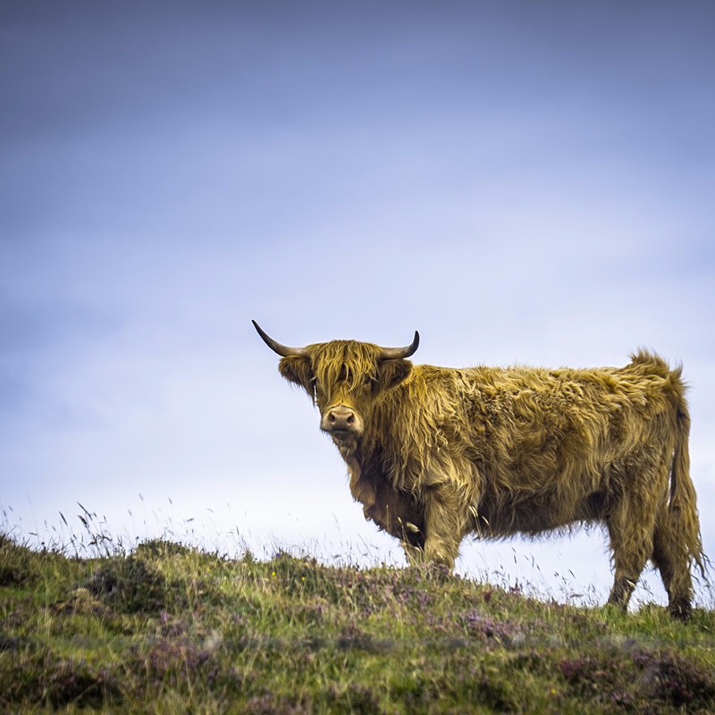 Scotland landscape photography of a highland cow, North Uist, Scotland