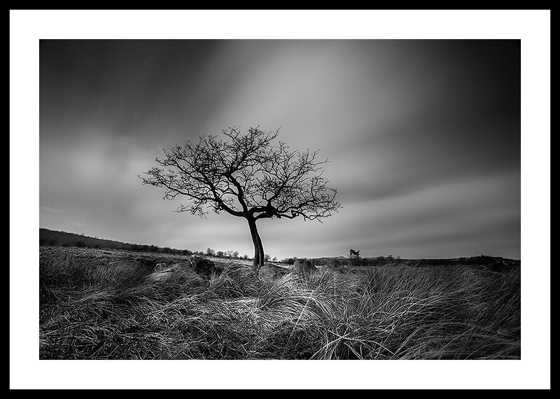  - Lone Tree in the Peak District