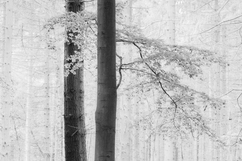  - Squint into the Light (inland)