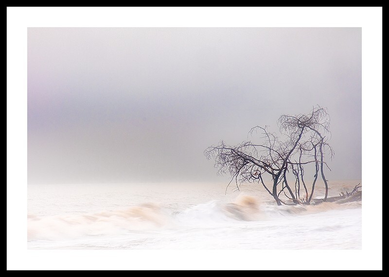  - Trees in the Ocean 2