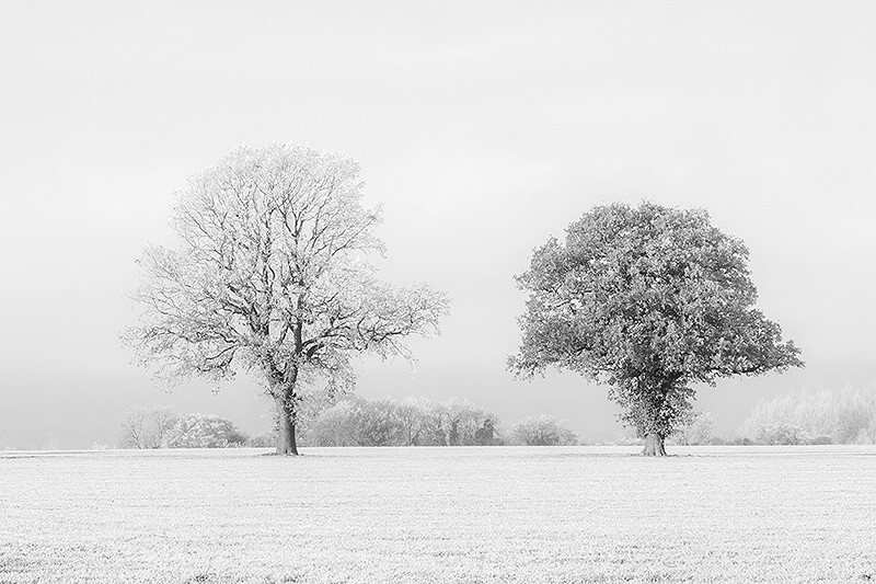 Black Tree White Tree Fine art photography by The Silent Photographer