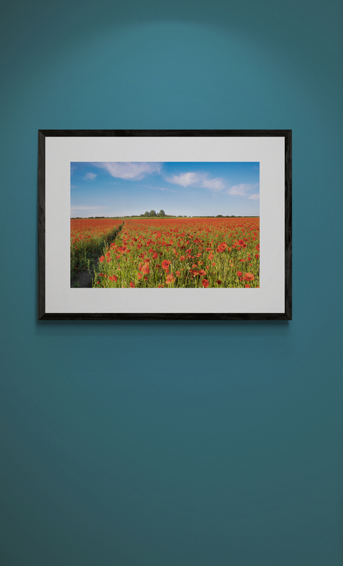 - Poppy Field
