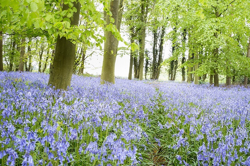 Bluebell Wood Fine art photography by The Silent Photographer