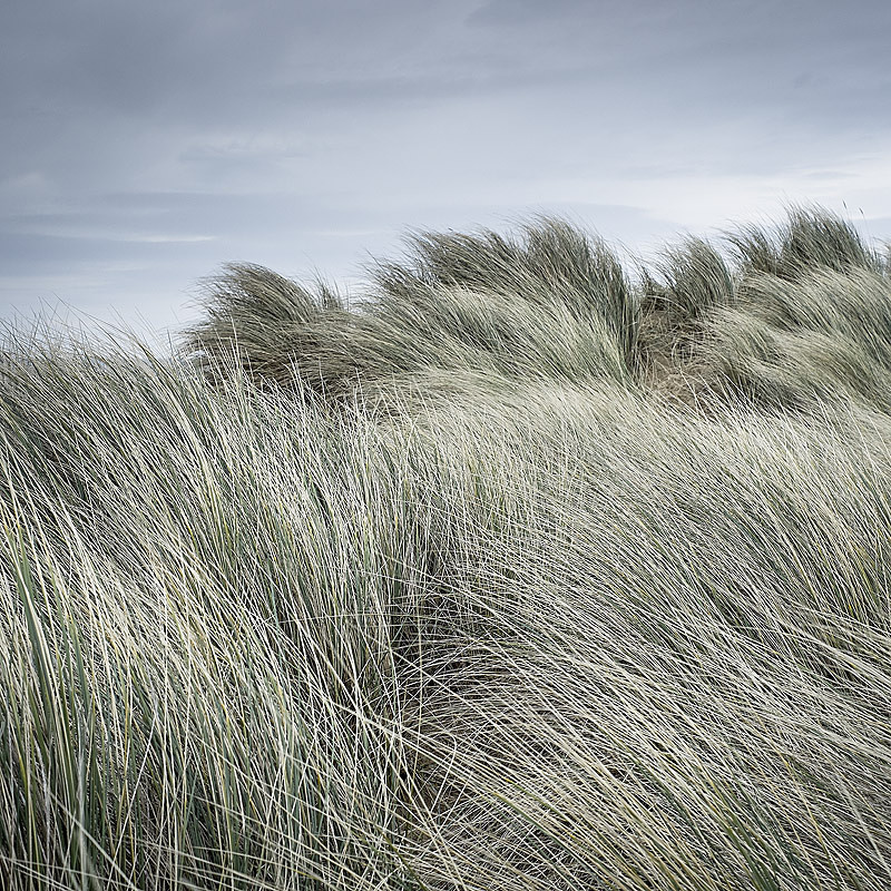 Norfolk Coast landscape photography of Gun Hill near Holkham