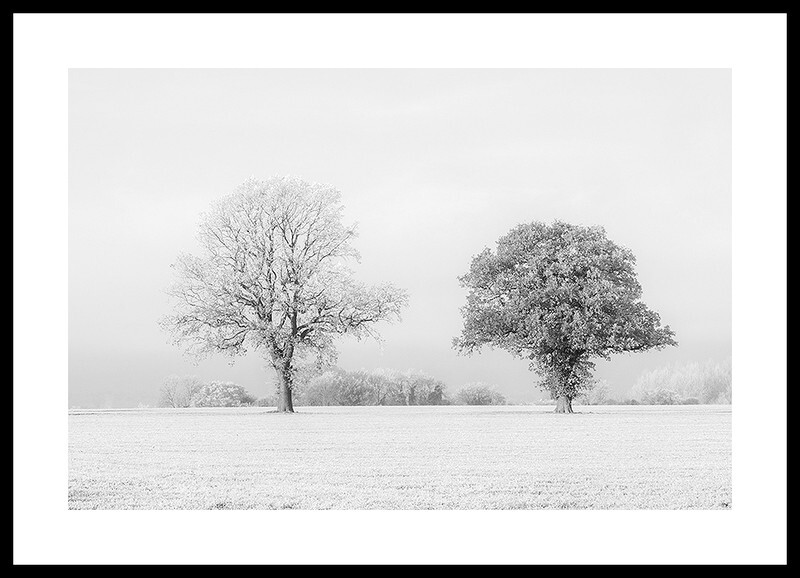 Black Tree White Tree Fine art photography by The Silent Photographer