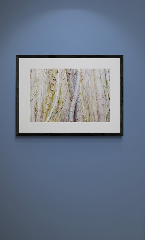  - Entwined Tree Trunks