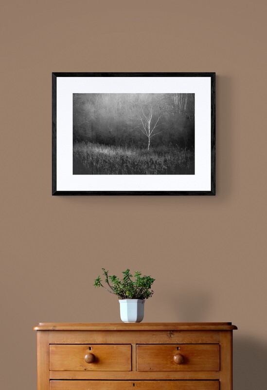  - White Tree in Woodland