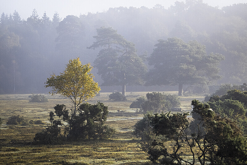 New Forest landscape photography by John Duckett