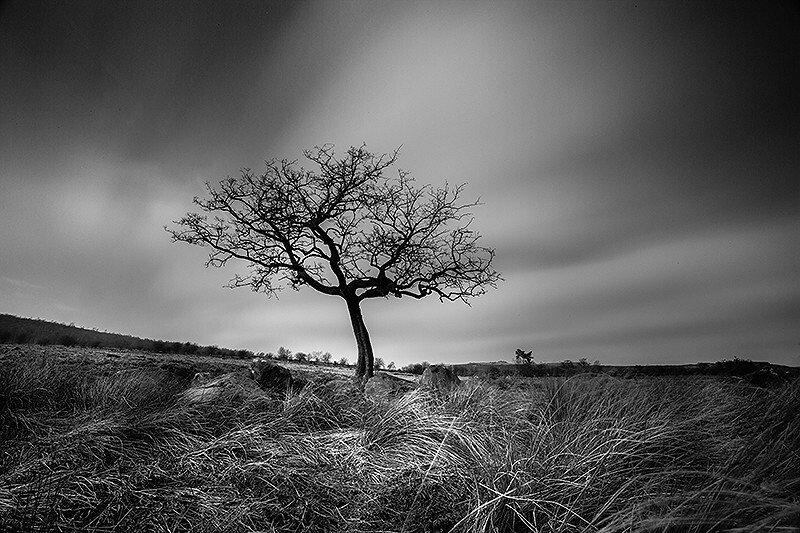  - Lone Tree in the Peak District