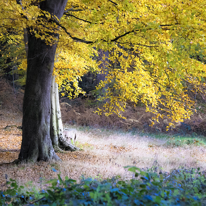 Norfolk landscape photograph of autumn woodland at Blickling