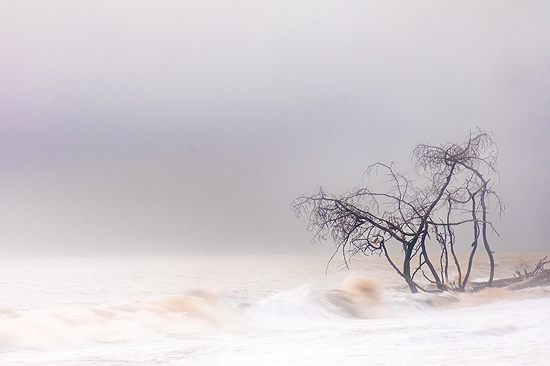  - Trees in the Ocean 2