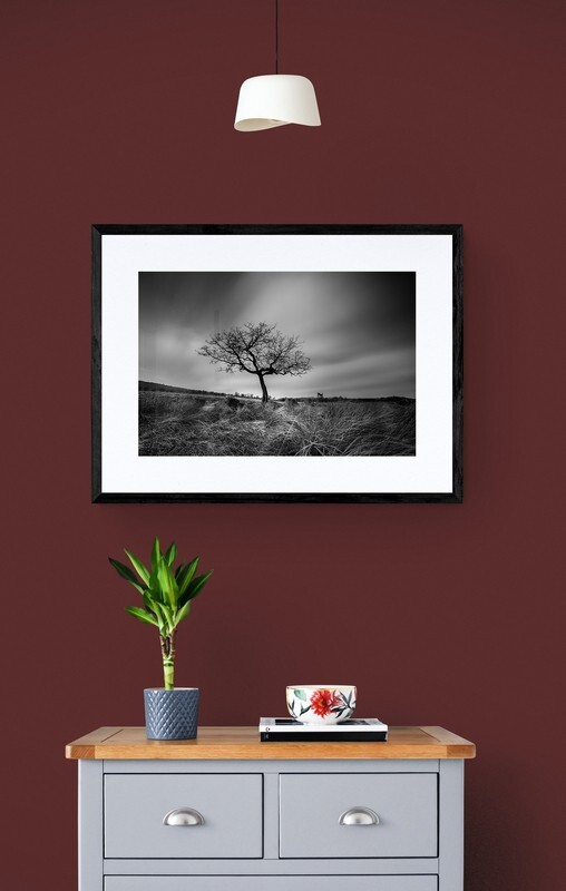  - Lone Tree in the Peak District
