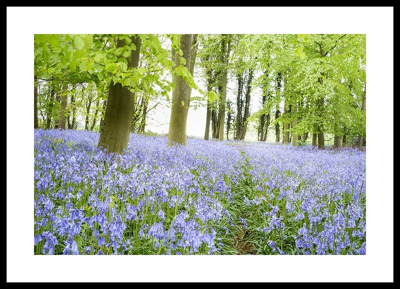 Bluebell Wood Fine art photography by The Silent Photographer
