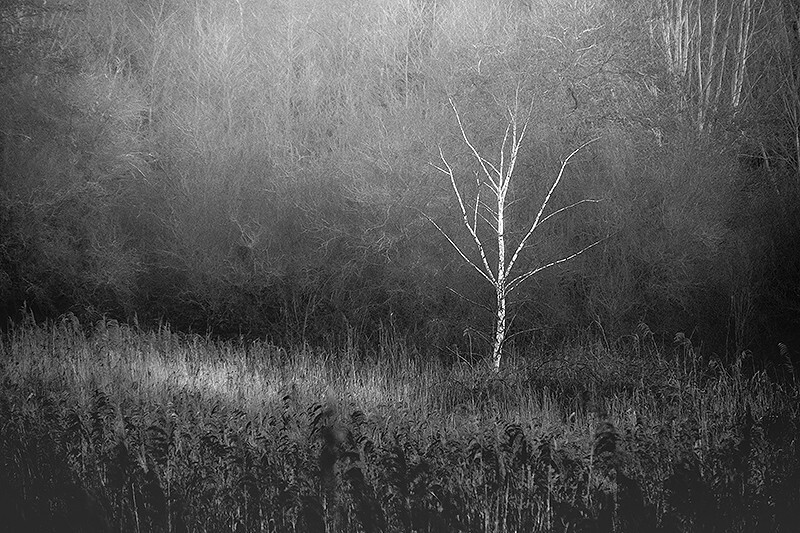  - White Tree in Woodland