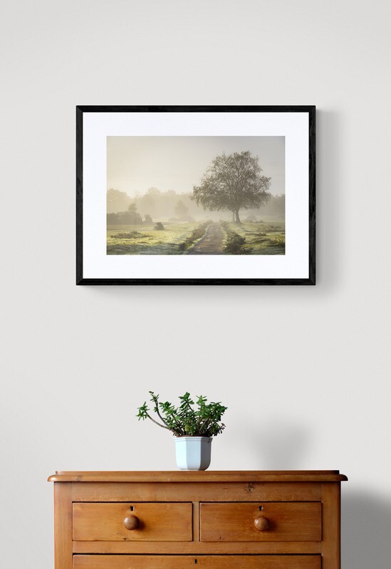  - New Forest misty morning