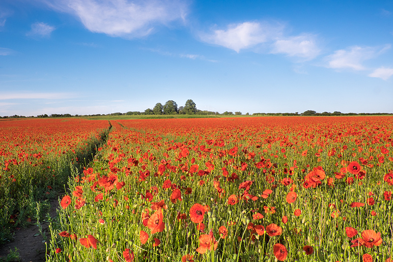 Poppy Field Fine art photography by The Silent Photographer