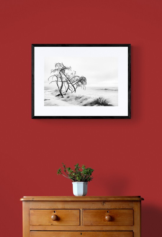  - Trees in the Ocean