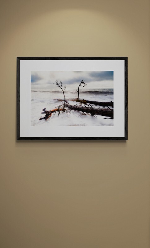  - Fallen Trees in the Ocean