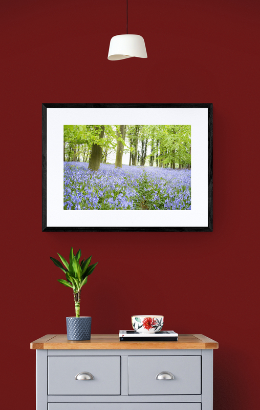  - Bluebell Wood