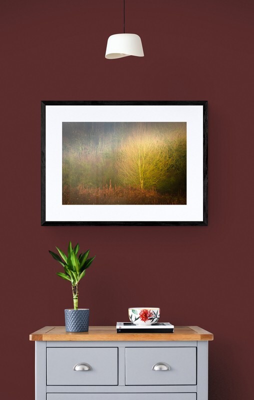  - Shard of Light in Woodland