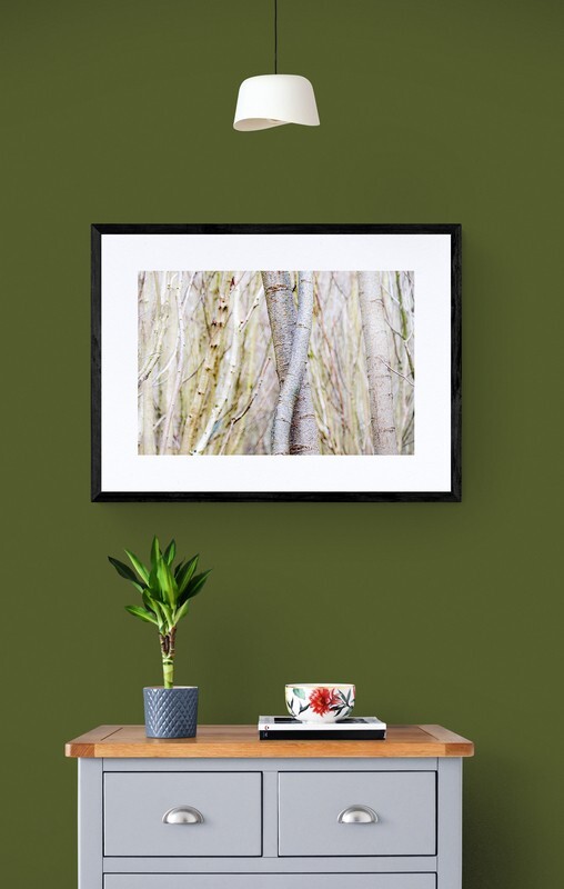  - Entwined Tree Trunks