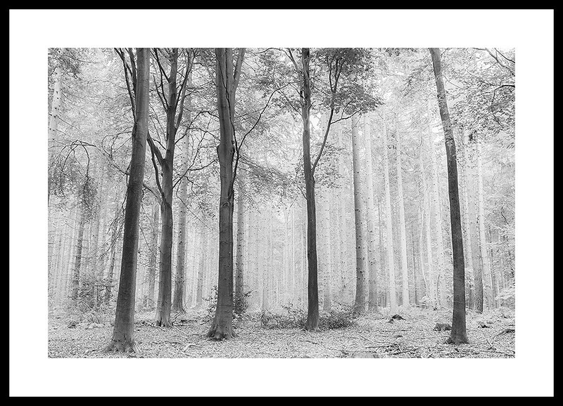 Tree Trunks Fine art photography by The Silent Photographer