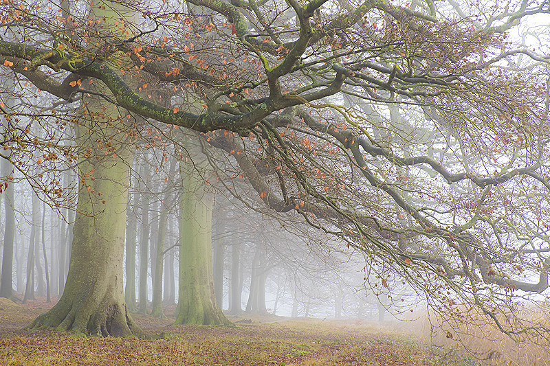 Norfolk landscape photography of an autumn woodland from Blickling Hall Park