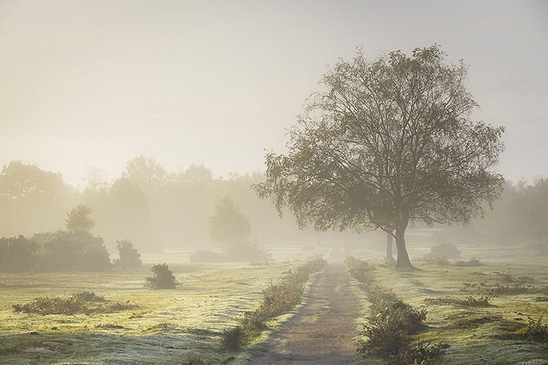  - New Forest misty morning