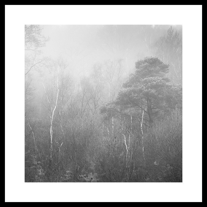 Woodland Shapes Fine art photography by The Silent Photographer